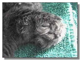 [Fluffer the fuzzy footed - Rest In Catnip, Fluffer]