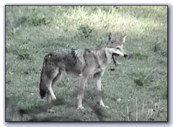 [A hungry coyote. Hopefully not part of a local group.]