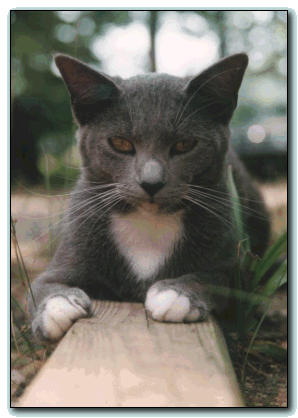 [Sister fuzz. Sissy. Sasha. The little gray kitty that loves to give me a hard time by going off into the woods for a month at time. Is she History or not?]