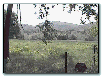 [The grassy field]
