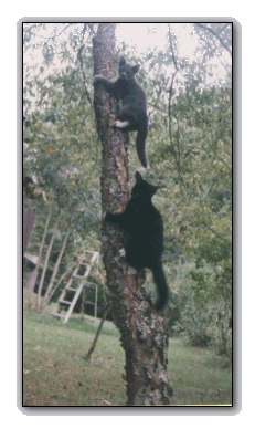 [Susy chases Sissy (Sasha) up a tree. What this has to do with network topology none of us know either. We simply miss Sasha.]